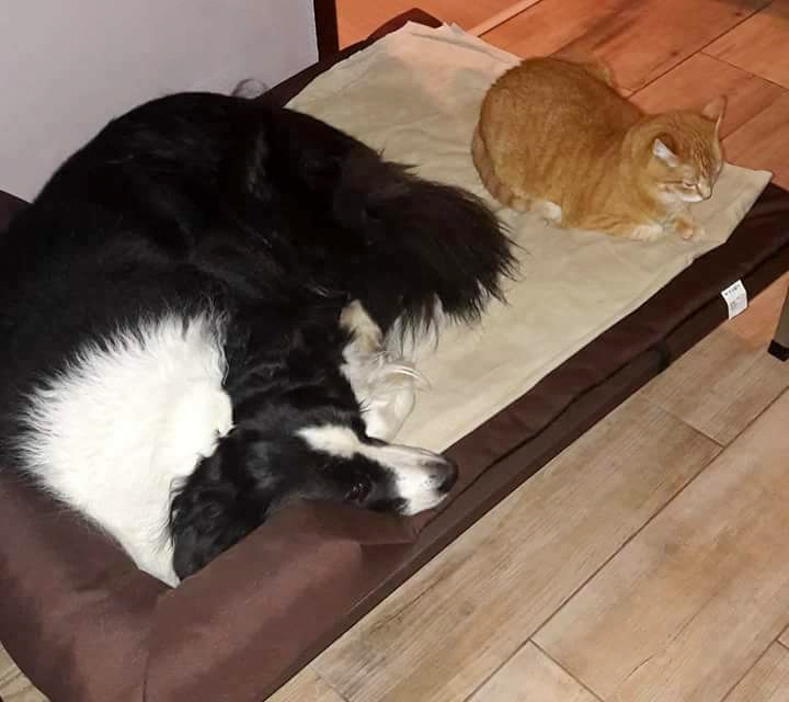 border kolie